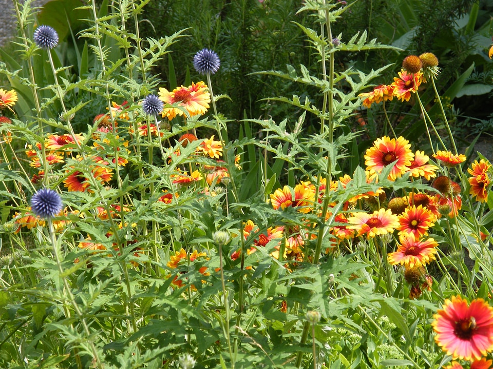 Summer flowers color