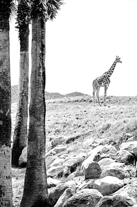 Wild nature africa