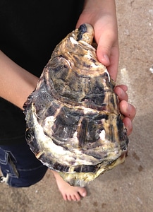 The west coast seafood shell