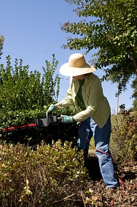 Activity adult gardening photo