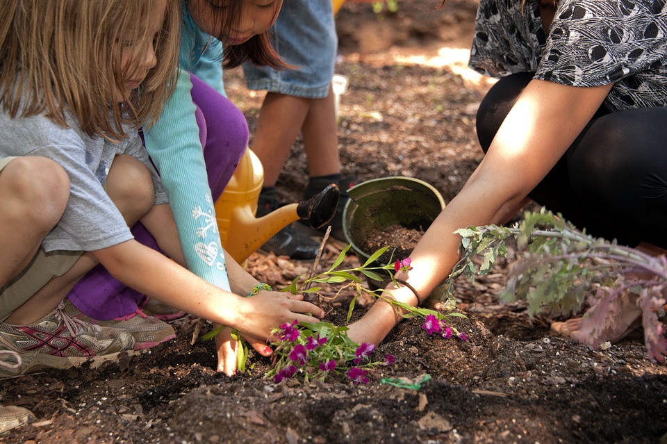 Blossoming garden gardening