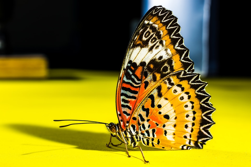 Butterfly insect Free photos
