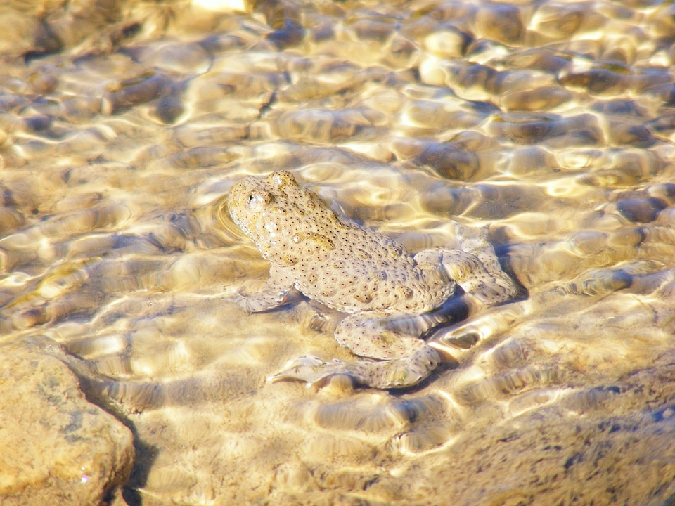 Amphibian animal water