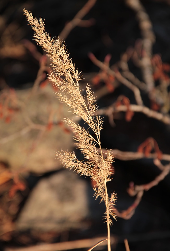 Winter japanese black
