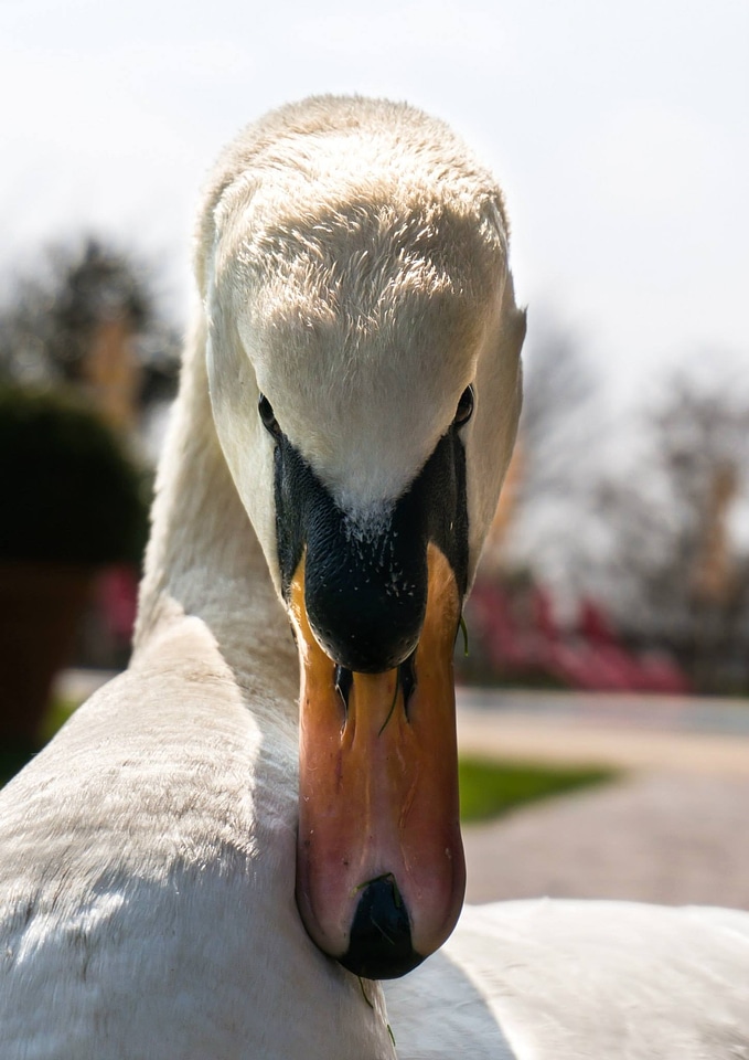 Evil view bird