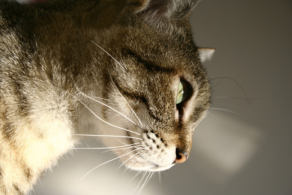 Eye lights profile