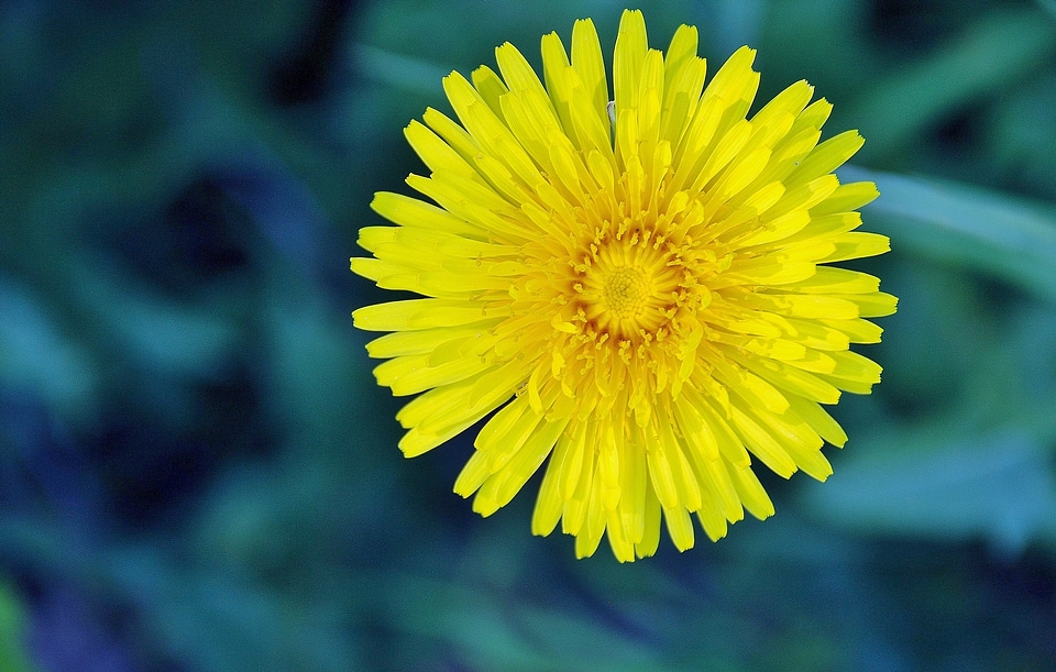 Colorful flower flowers