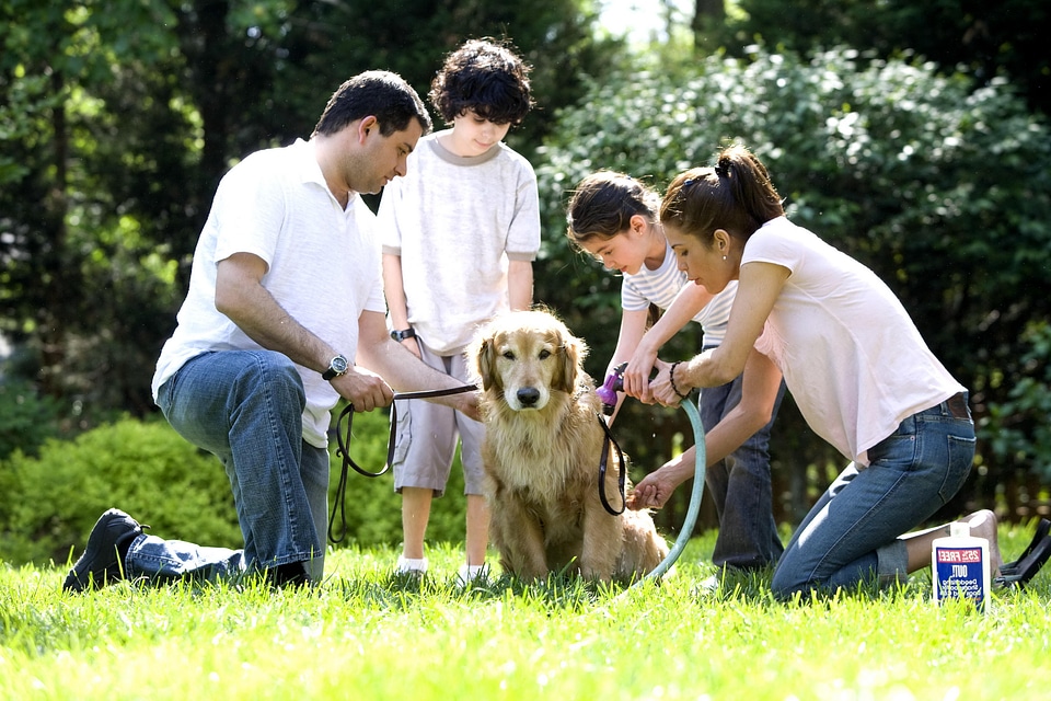 Family labrador retriever