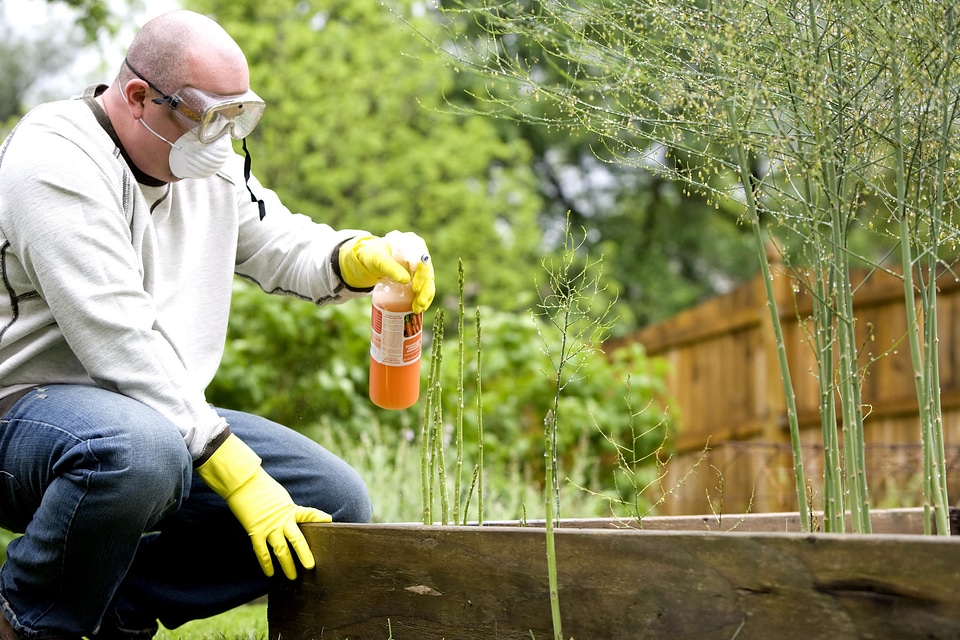 Detailed garden gardening