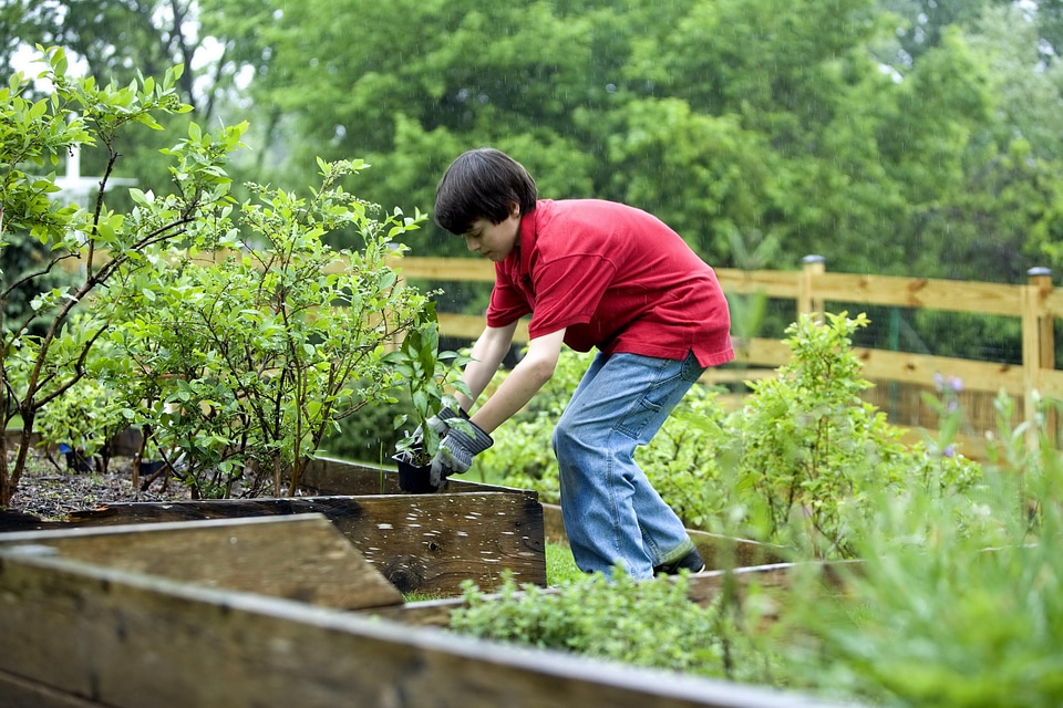 Boy garden gardening