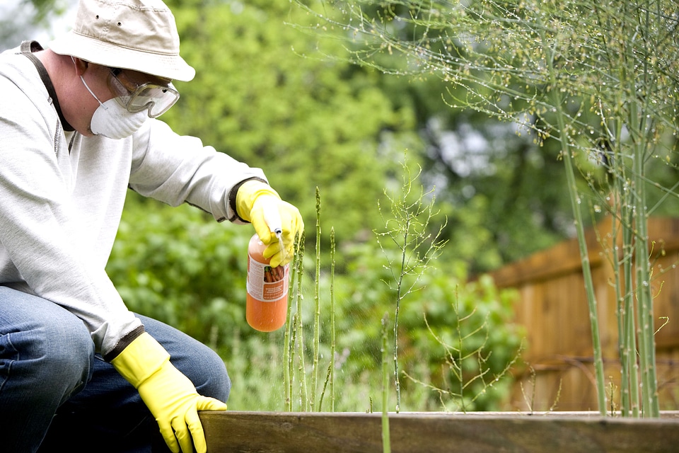 Gardening husband pesticide