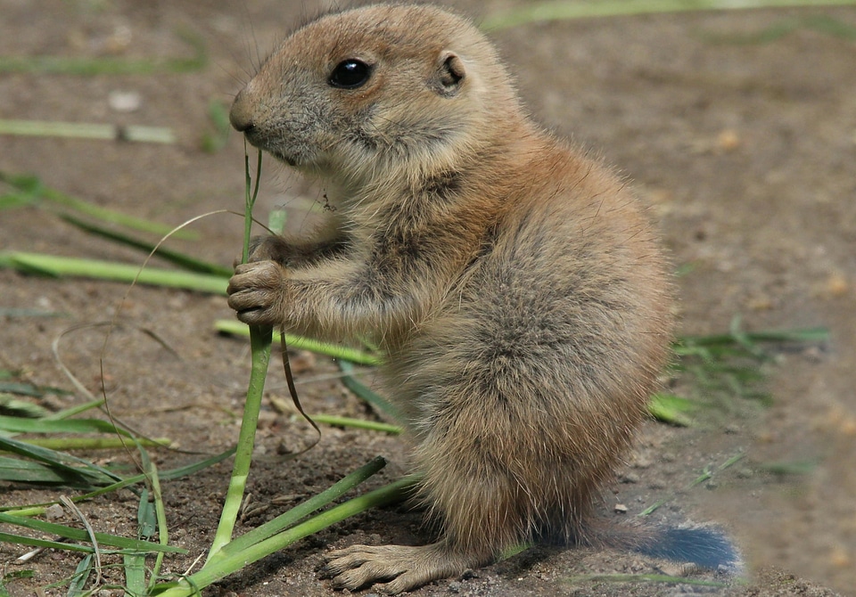 Gophers rodent sweet
