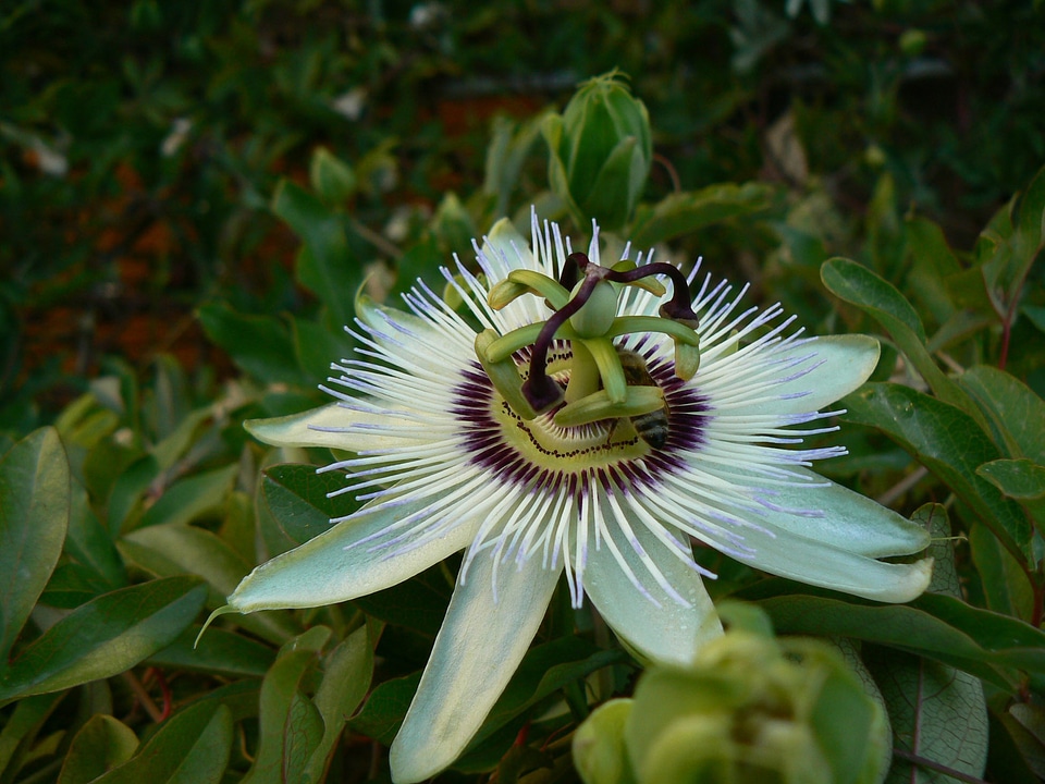 Floral spring plant