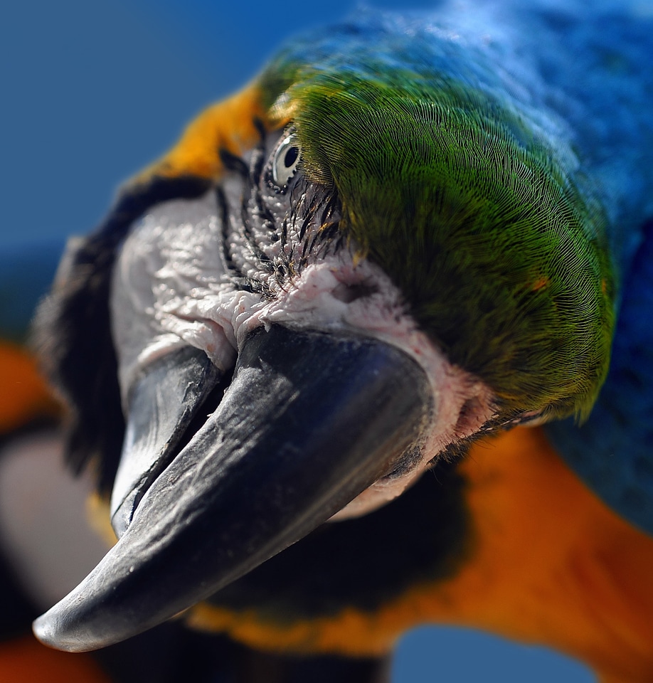 Bird portrait head photo