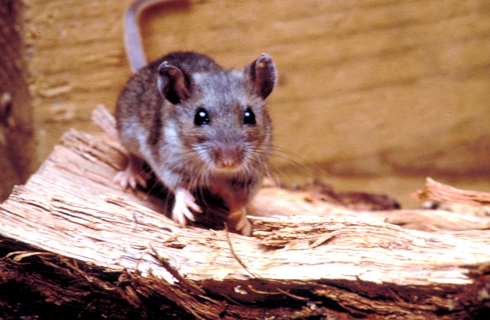 Deer mole Peromyscus maniculatus