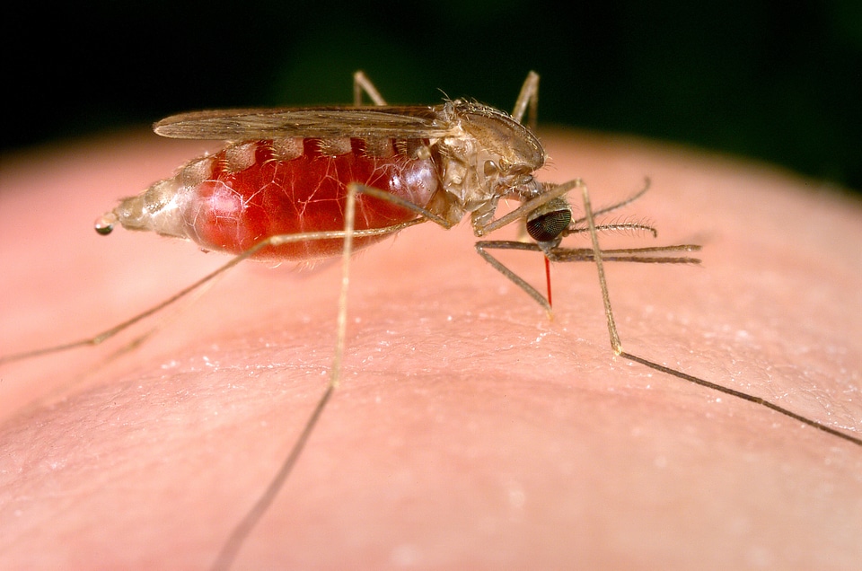 Blood blood meal female