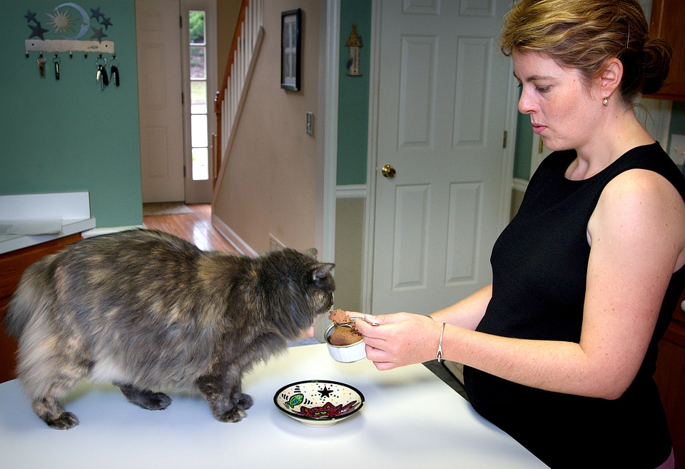 At Home cat feed