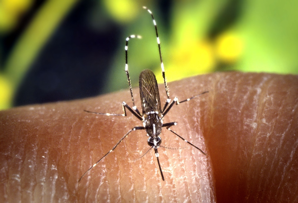 Bug detailed image