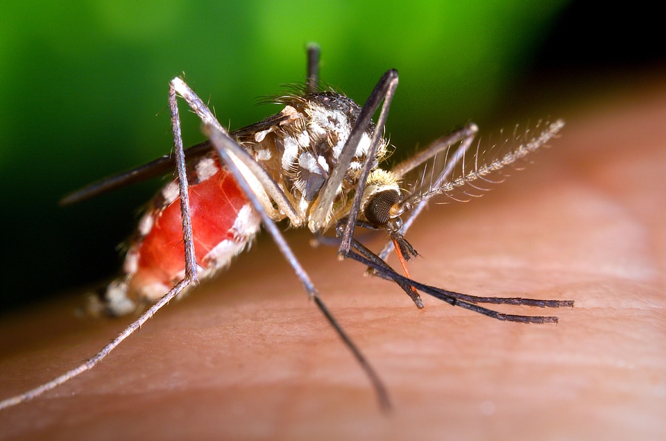 Beautiful Photo blood bug