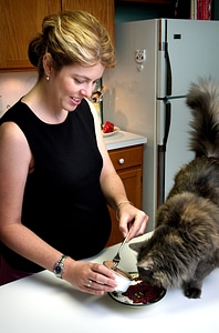Cat feed pregnant