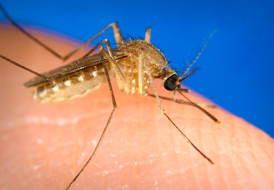 Finger human mosquito