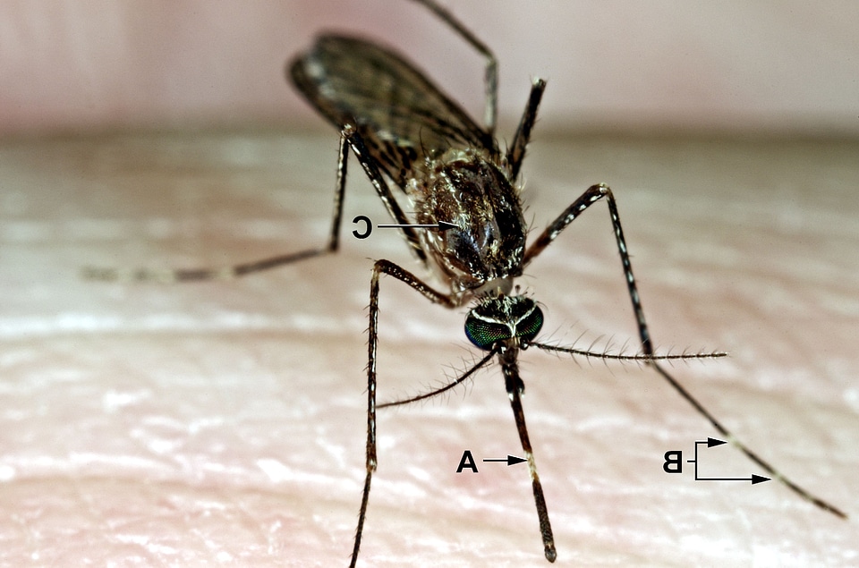 Feed mosquito shovel