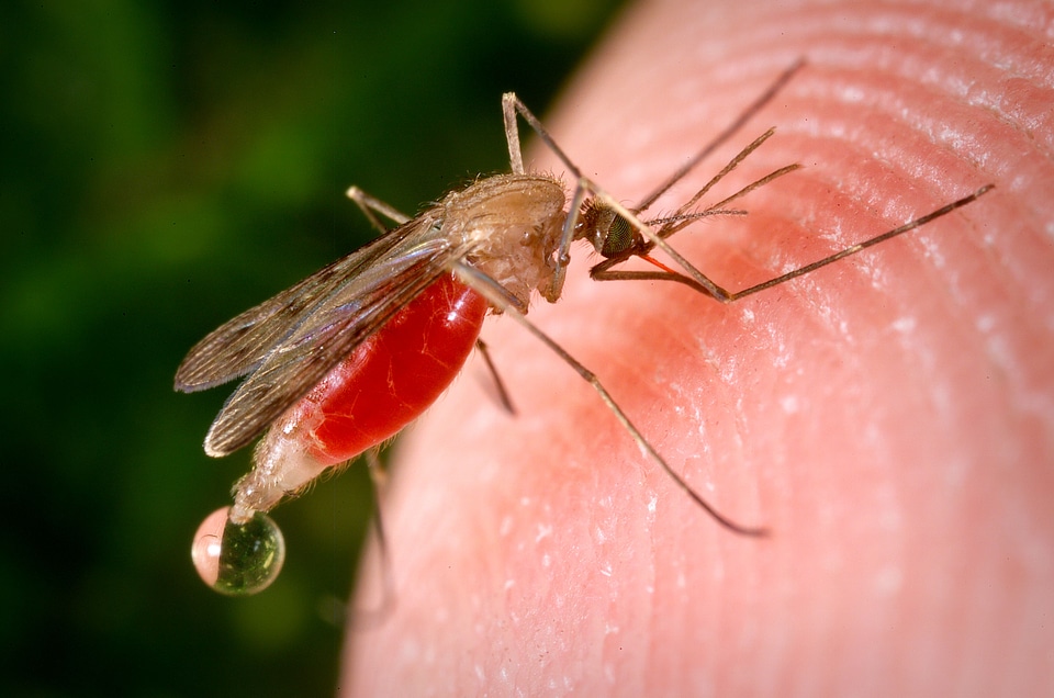 Beautiful Photo blood bug