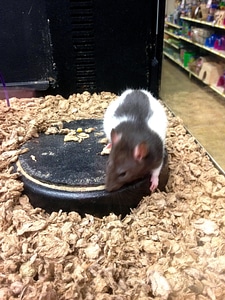 Brown brown rat metallic
