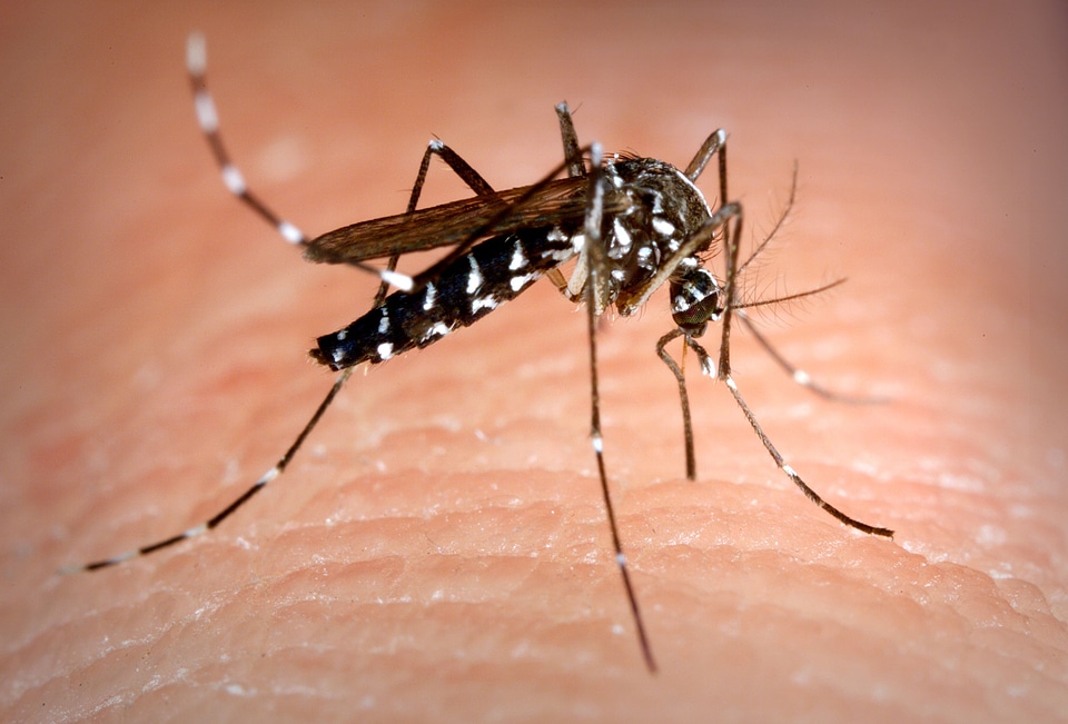 Asian bug close-up