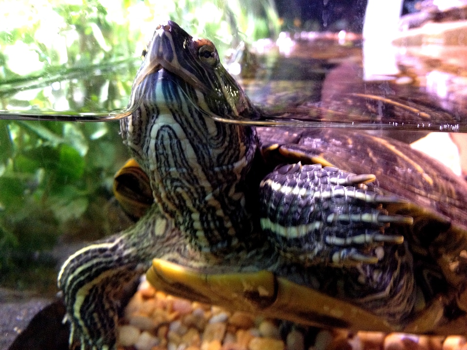Business carapace featured