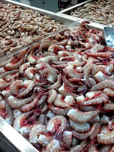 Prawn specie unknown