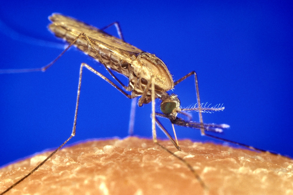 Carrier malaria mosquito
