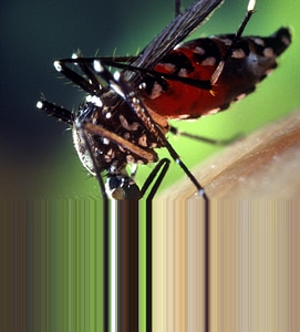 Blood detailed female