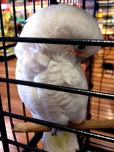 Bird breast Cacatuidae cacatuoidea