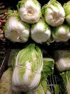 Cabbage  