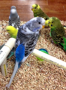 Common parakeet 