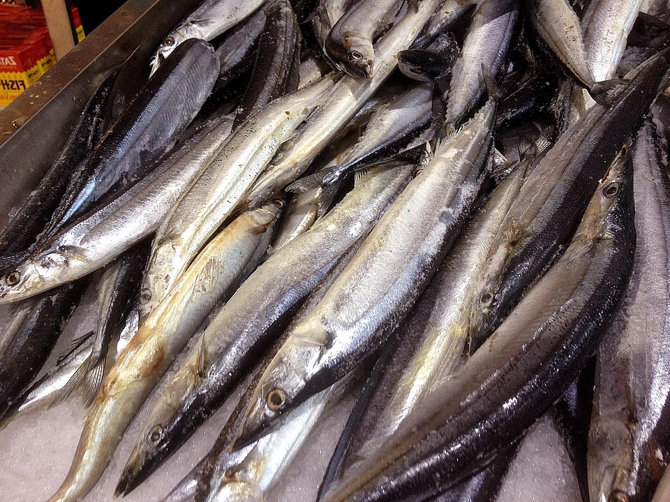 Monitor pacific saury