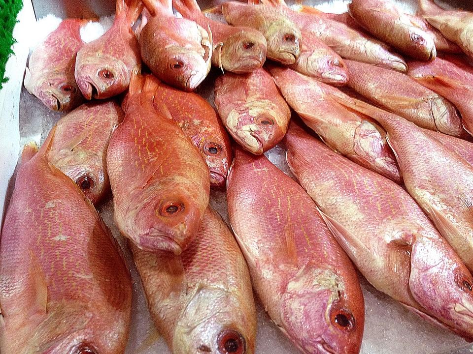 Fish red red snapper