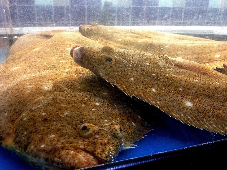 Flounder market number