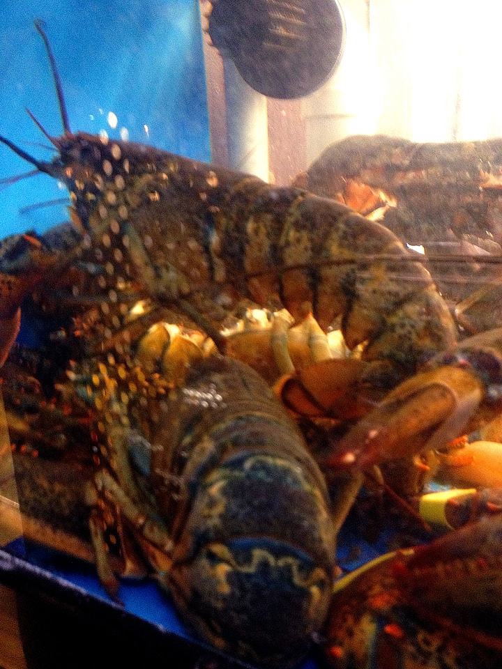 American carapace 