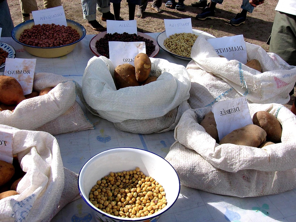 Bags marketplace seed
