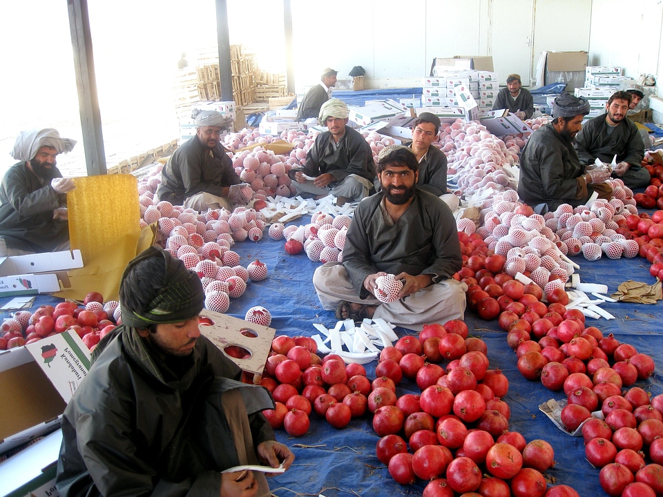 Afghanistan crop pomegranate