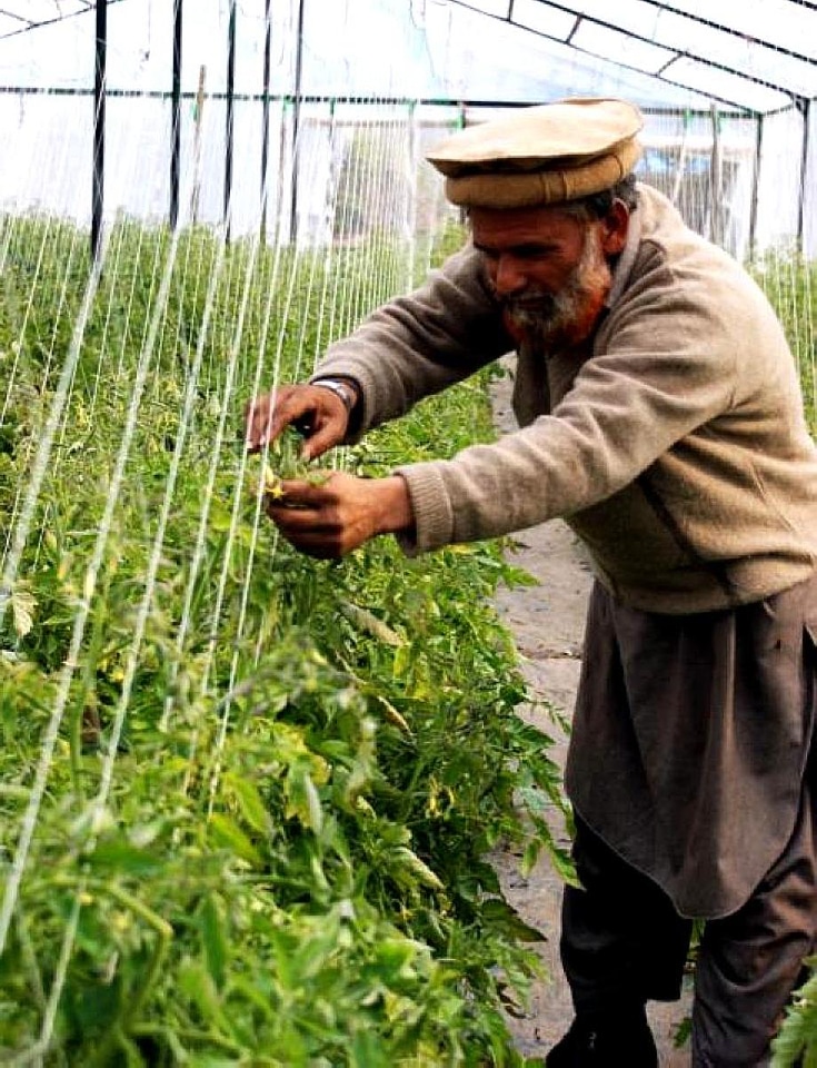 Farmer garden tomato