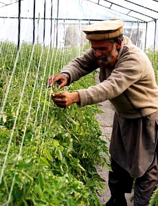 Farmer garden tomato