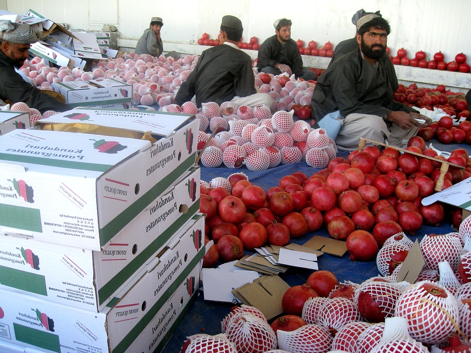 Export fruit packaging