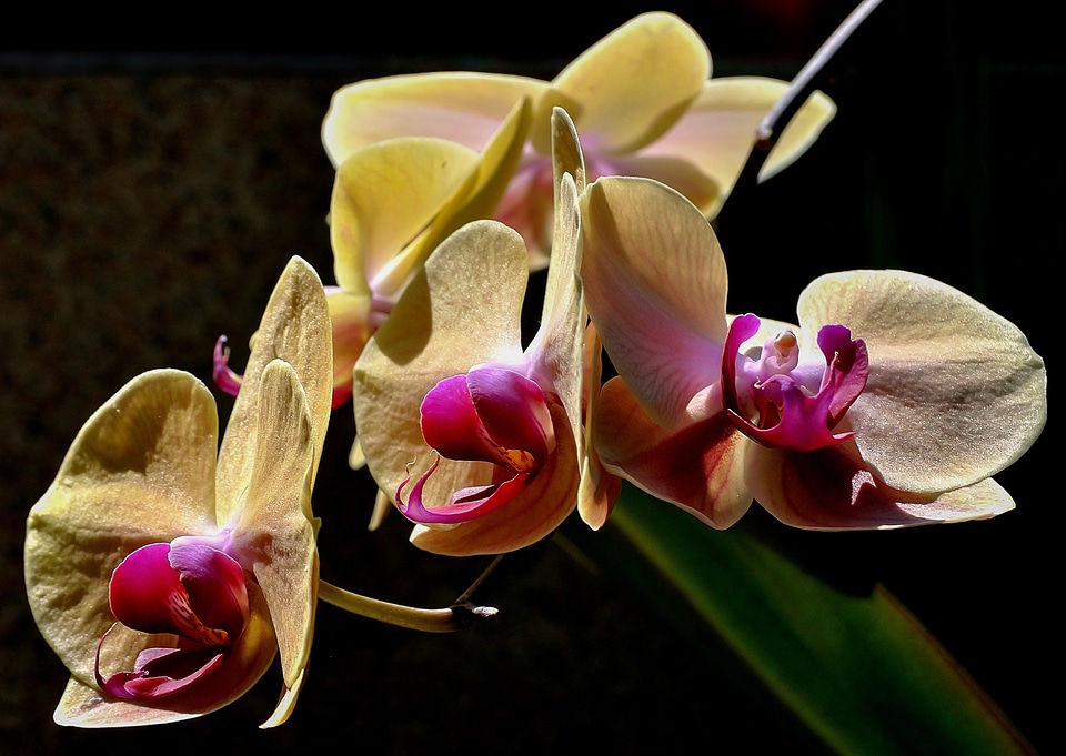 Purple flower orchid