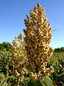 Agriculture chef crop