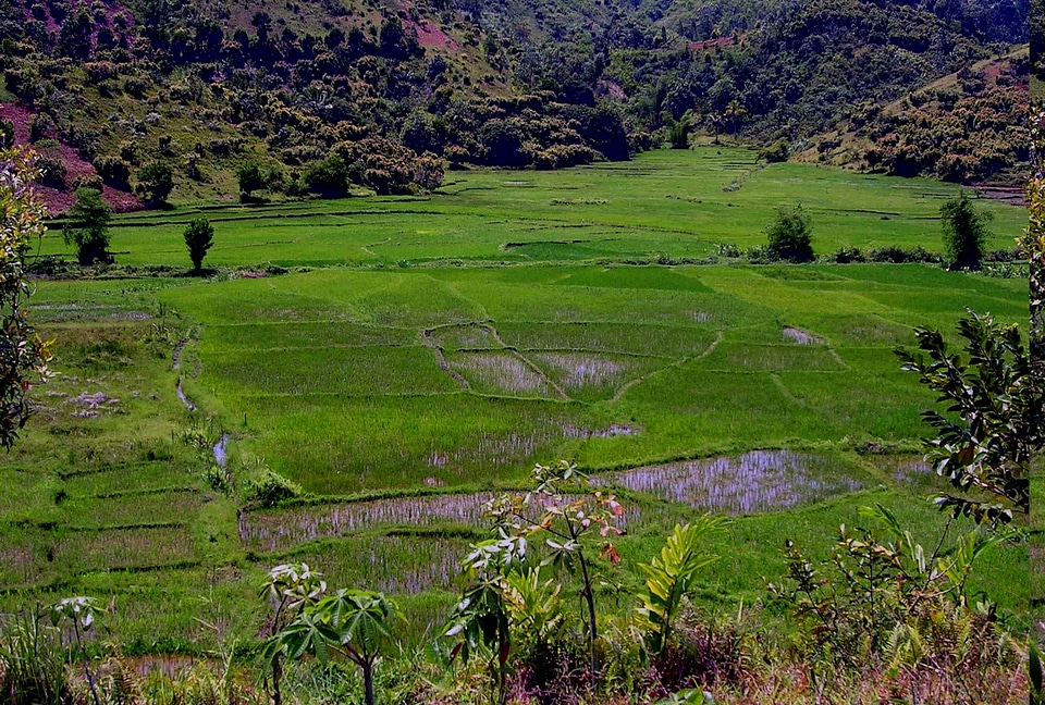 Consumption Madagascar rice