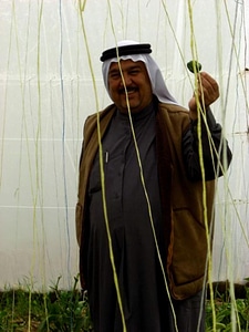 Bell bell pepper farmer