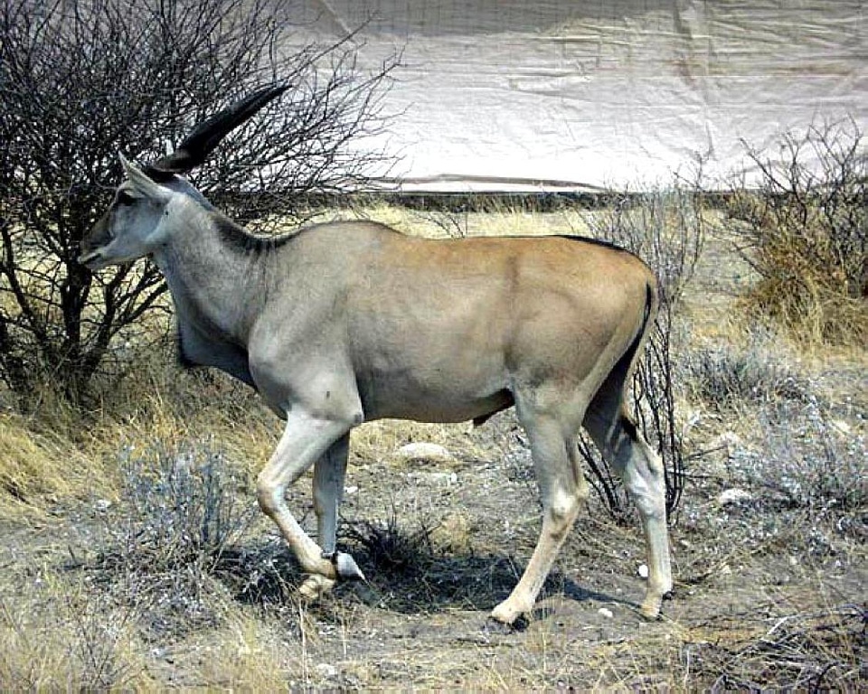 Animal male mammal